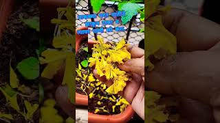 वापरलेल्या हारापासून बनवा झेंडू ची रोपं| Grow Marigold plant