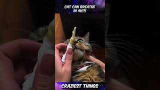 OMG! This Cat Can Breathe in 4K After THIS! 🤯 | Craziest Things Part 562