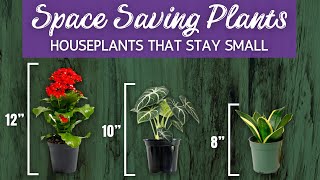 24 Space Saving Houseplants | Houseplants That Stay Small | Houseplants For Smal