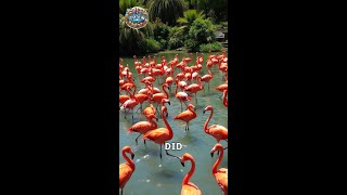 Flamboyant Flamingos: Fun Facts You Didn't Know!