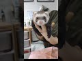 ドライヤー中、怖いけど頑張るフェレット フェレット ferret shorts ドライヤー あずき