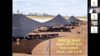 Heat Stress Mitigation for Feedlot Cattle