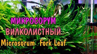 ПАПОРОТНИК МИКРОСОРУМ ВИЛКОЛИСТНЫЙ ( Microsorum Fork Leaf )