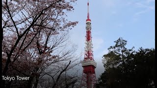 Tokyo Tower \u0026 Cherry Blossom popular and famous place Zojyoji 東京・桜の名所　東京タワー＆桜　増上寺　バーチャルお花見