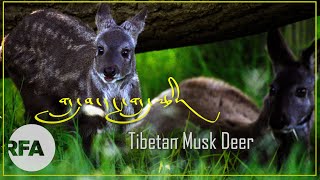 བོད་ཀྱི་གླ་བ་དང་གླ་རྩིའི་ཕན་ནུས། The Tibetan musk deer produces valuable musk from a gland in males.