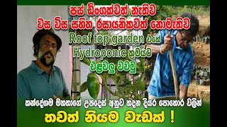 කන්දේගම මහතාගේ උපදෙස් අනුව තවත් නියම වැඩක්  Non-Chemical Hydroponic Rooftop Garden  Agriculture