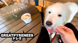 ドレミ、ワンちゃん用ジェラートを食べました！・・【グレートピレニーズ子犬】