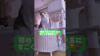 【猫】初めてのシャボン玉🫧【殺処分反対/殺処分ゼロ】 #猫 #cats #shorts