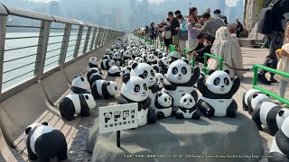 PANDA GO! FEST HK 全港最大型態貓主題展覽 2500 Pandas at Avenue of Stars, Tsim Sha Tsui (Hong Kong) - 7/12/2024