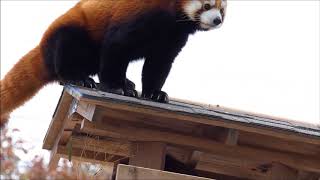 八木山レッサーリポート88 レッサーパンダ ペアリング 20180224 ティエン、クルミ Red Pandas Pairing Tian and Kurumi 八木山動物公園