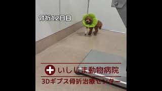 トイプードルの前足骨折を３Dギプスで治療しました。いしじま動物病院（3Dギプス骨折治療センター）