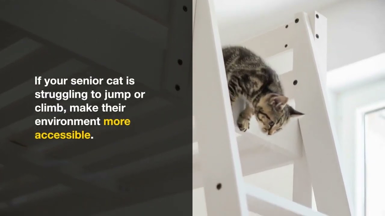 Caring For Senior Cats Tips For Your Aging Feline Friend