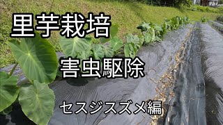 【里芋栽培】害虫駆除 セスジスズメ編【髭サン農家】