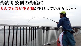 本当に釣れるんや…危険生物ながらもSSS級の美味食材。海釣り公園の海底に潜むアイツをちょい投げ釣りで狙ってきた。