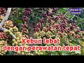 Kebun lebat dengan perawatan tepat