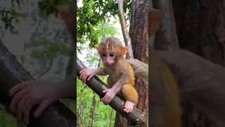 so cute monkey baby 😍🐒 #short #shorts #shortvideo #shortsvideo #monkey #babymonkey