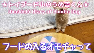 フードの入るオモチャって ★トイプードルのうめ吉くん（515日目)★Umekichi Diary of Poodle Dog