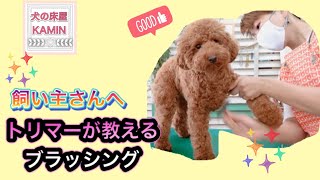 飼い主さん観てね！トリマーが教えるブラッシング トイプードル リモちゃん 犬の床屋カミン カット トリミング トリマー 犬 dog grooming