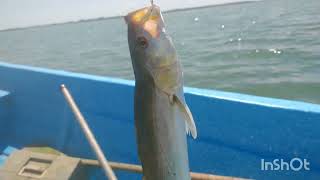 pesca en laguna de Tamiahua veracruz