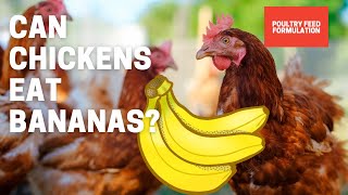 Can Chickens Eat Bananas?