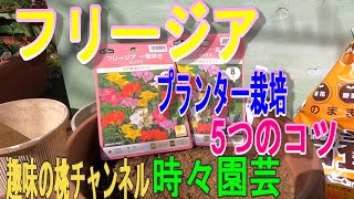 【フリージア】　プランター栽培　5つのコツ　22/11/20