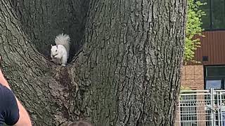 Trinity-Bellwoods Park the white squirrel