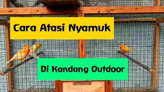 Cara Mengatasi Nyamuk Di Kandang Burung Outdoor | Kenari