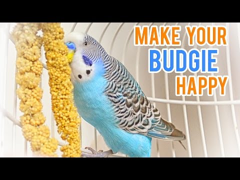 Budgerigar Care | Keeping your Budgie happy Budgerigar Care | Keeping your Budgie happy