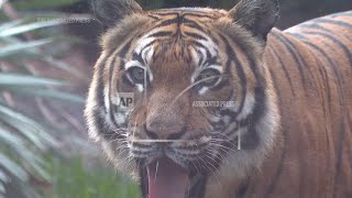 South Florida zoo unveils new tiger habitat