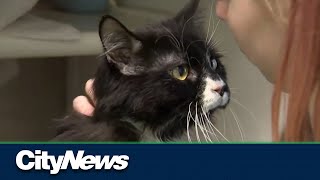 Free adoption day at Montreal SPCA for Thanksgiving