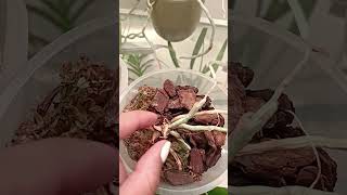 Salvando a mi orquídea sin raíces, está creando un hijuelo (un clon🌱🌱)!!! #orquideas