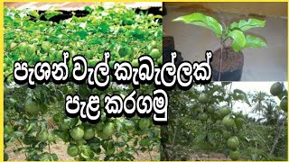 වැල් දොඩම් වගාව, passion fruit cultivation in srilanka,පැශන් වාගව, පැසන්