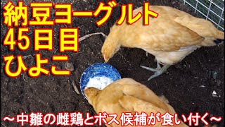 納豆ヨーグルト好きひよこ～中雛の雌鶏とボス雄鶏候補がニワトリの大好物を食べる～