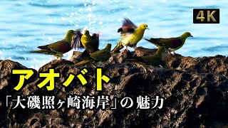 【Nikon Z6ⅱ 】 野鳥撮影「アオバト」（４K映像）大磯照ヶ崎海岸「野鳥観察」