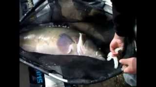 Murray Cod 105cm Casting Lures In Winter = Big Results