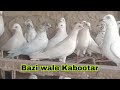 Naveed Jatoi ke Kabootar || Garhi Yasin || Garhi Yasin Pigeon Club