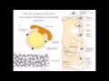 Cholesterol internalization by LDL receptor