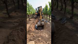 Excavator discovers giant snake colony in vineyard