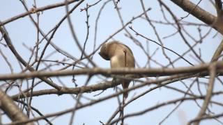 홍여새(Japanese Waxwing)