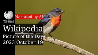 Wikipedia Picture of the Day: 2023-10-19 - Mistletoebird (Narrated by Joanna)