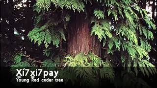 Some Trees in Squamish Language