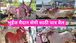 नामदार केसरी भुईंज मैदान | सेमी साठी पात्र बैल #bailgada