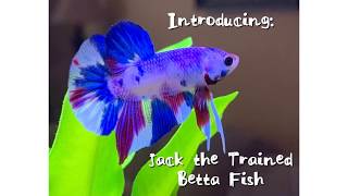 Introducing Jack the Trained Betta Fish!