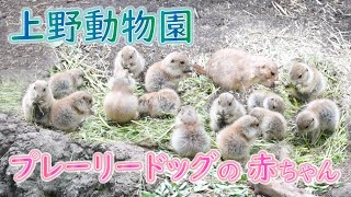 Prairie Dog Babies @ Ueno Zoo 2024