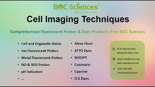 Cell Imaging Techniques: Unveiling Cellular Secrets with Fluorescence Probes - BOC Sciences
