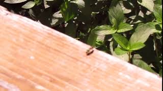 Tiny green sweat bee.