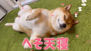 撫でろと催促しながら寝落ちする柴犬