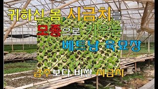 귀하신 몸, 시금치를 모종으로 키우는 베트남 육묘장. 금추보다 비싼 시금치