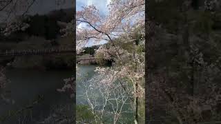 月ヶ瀬の桜がキレイでした