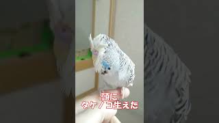 頭にタケノコが生えたジャンボセキセイインコ